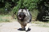 SPITZ LOUP 006